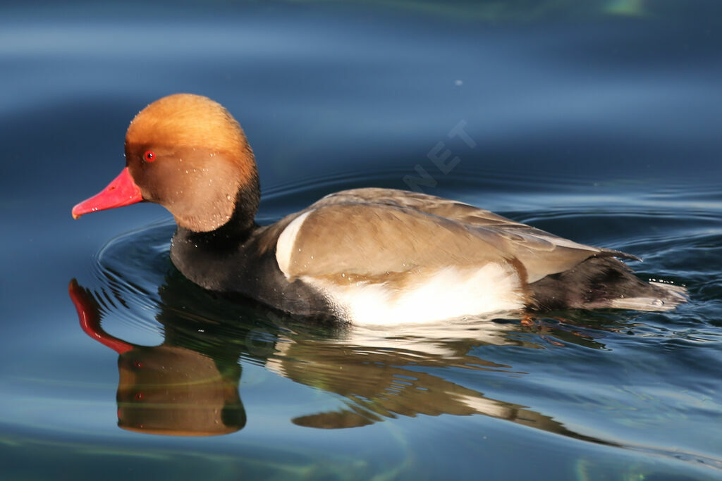 Red-crested Pochard