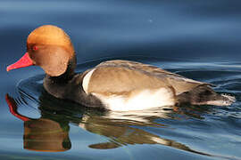 Red-crested Pochard