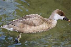 Red-crested Pochard