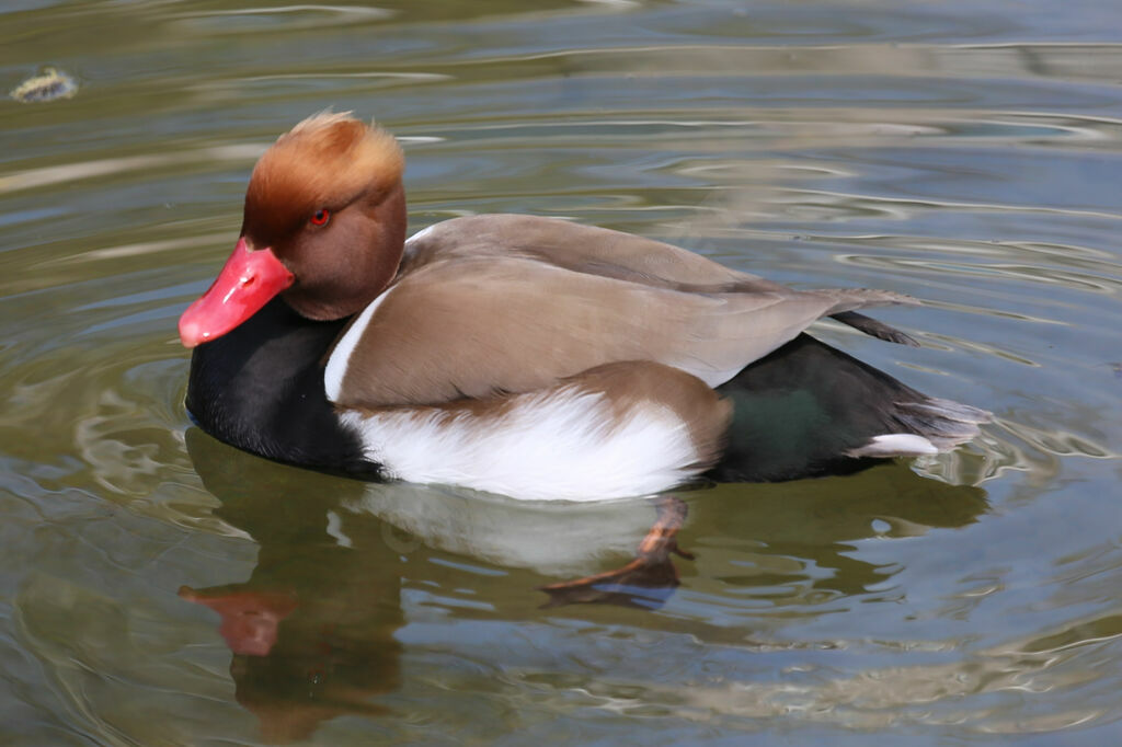 Red-crested Pochard