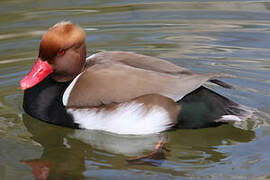 Red-crested Pochard