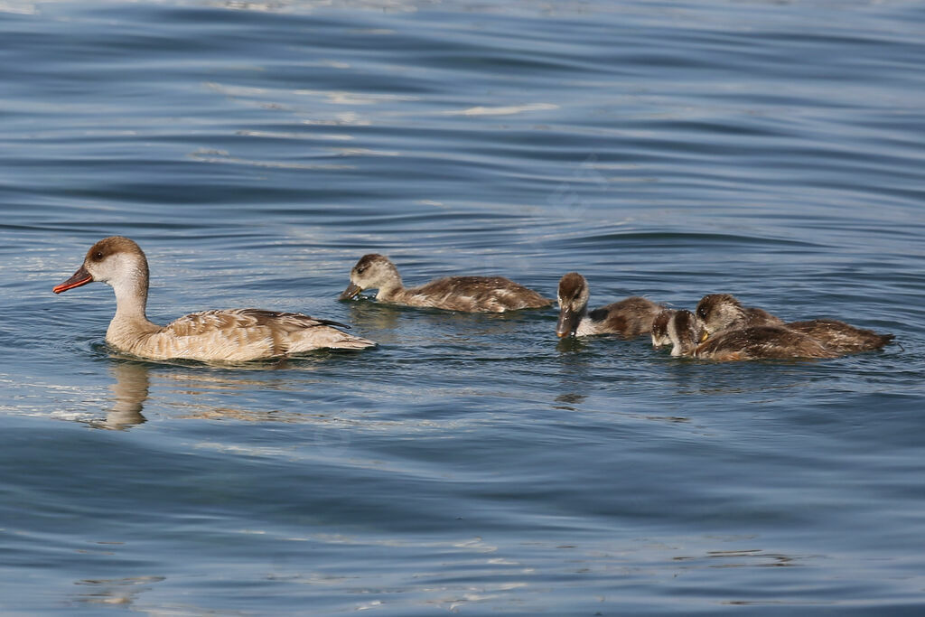 Red-crested Pochard