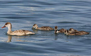 Red-crested Pochard