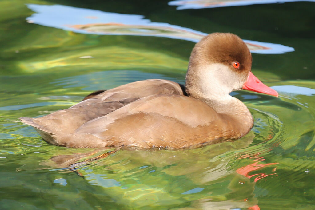 Red-crested Pochard