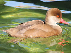 Red-crested Pochard