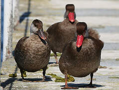 Red-crested Pochard