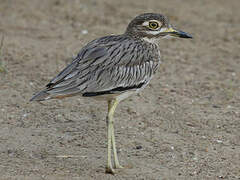 Senegal Thick-knee