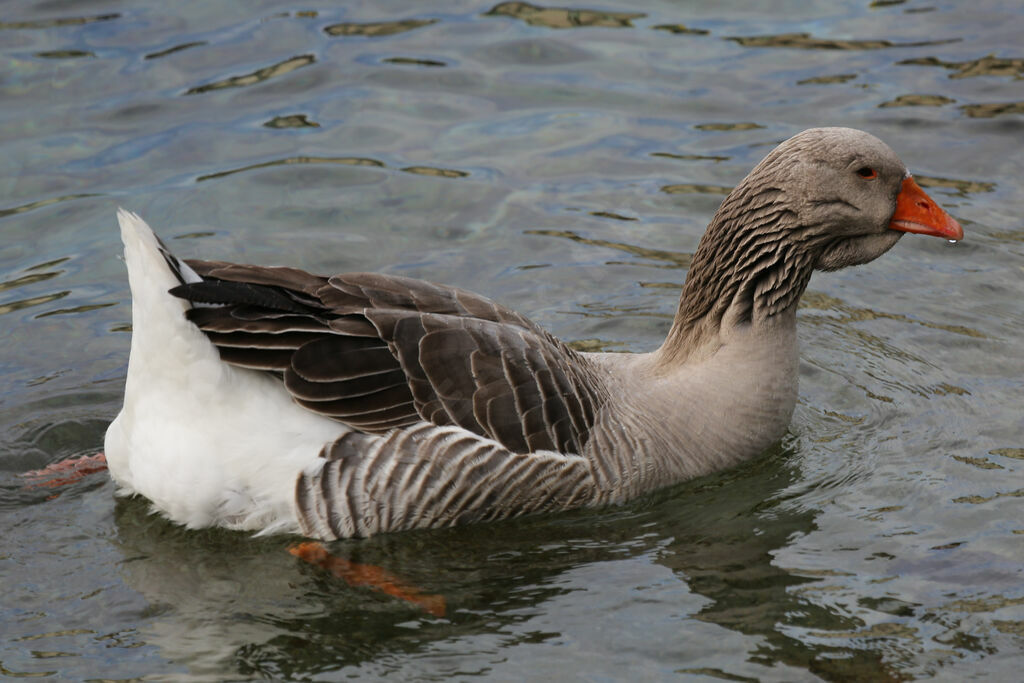 Greylag Goose