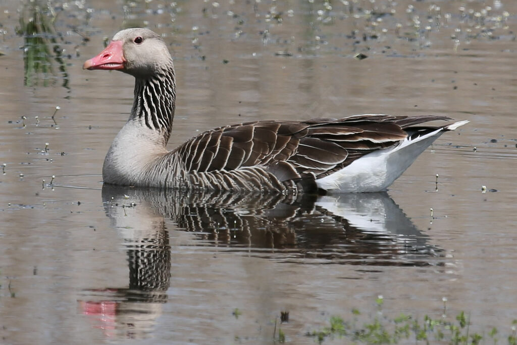 Greylag Goose