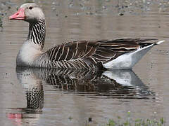 Greylag Goose