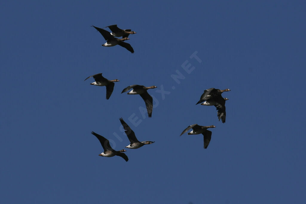 Greater White-fronted Goose