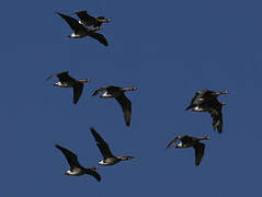 Greater White-fronted Goose