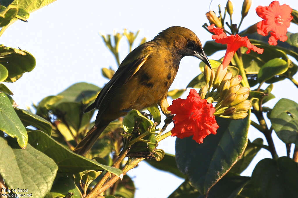 Oriole de Cubaimmature, régime