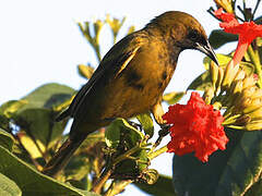 Cuban Oriole