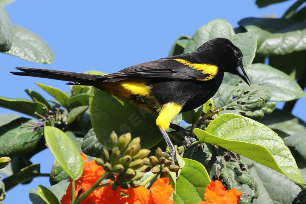 Cuban Oriole