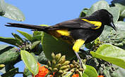 Oriole de Cuba