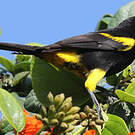 Oriole de Cuba