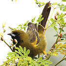 Oriole de Cuba