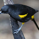 Oriole de Cuba