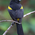 Oriole de Cuba