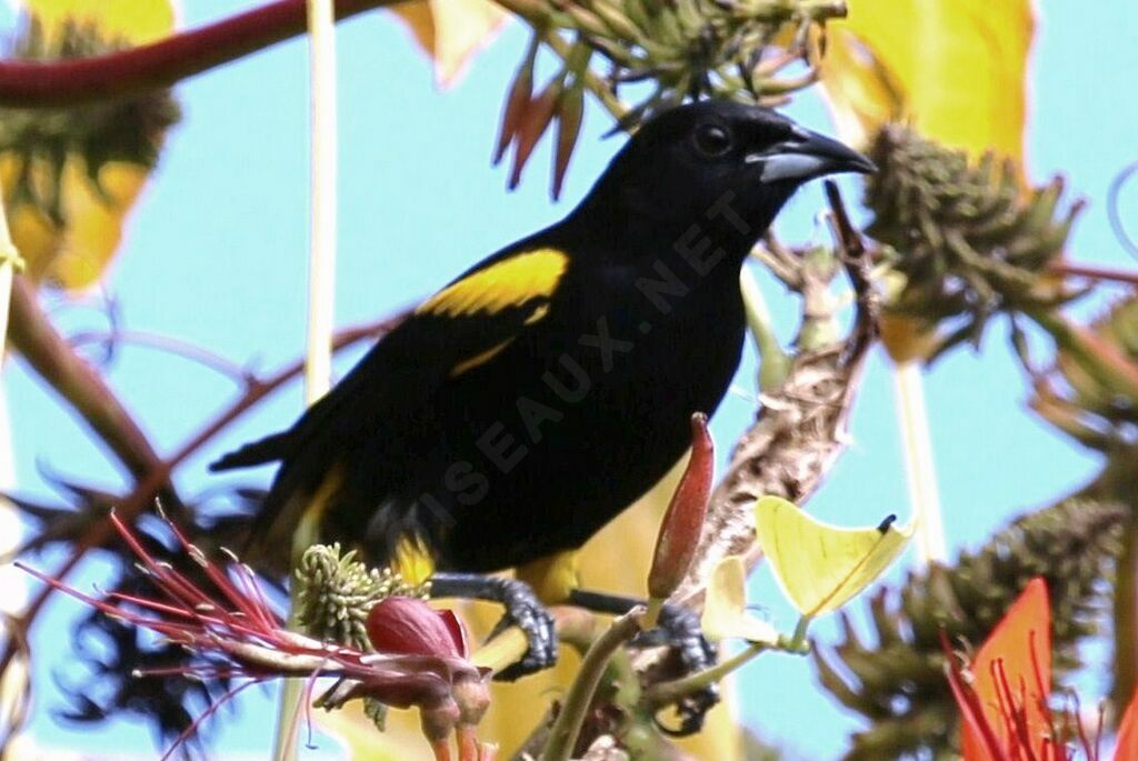 Cuban Oriole