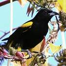 Oriole de Cuba