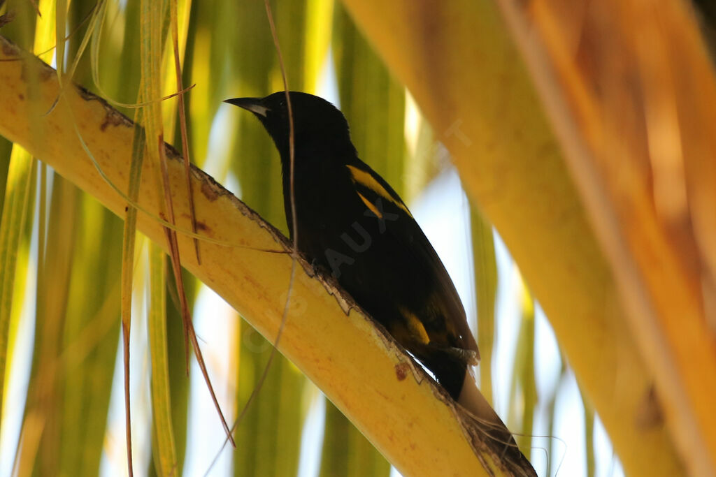 Cuban Oriole