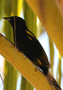 Cuban Oriole