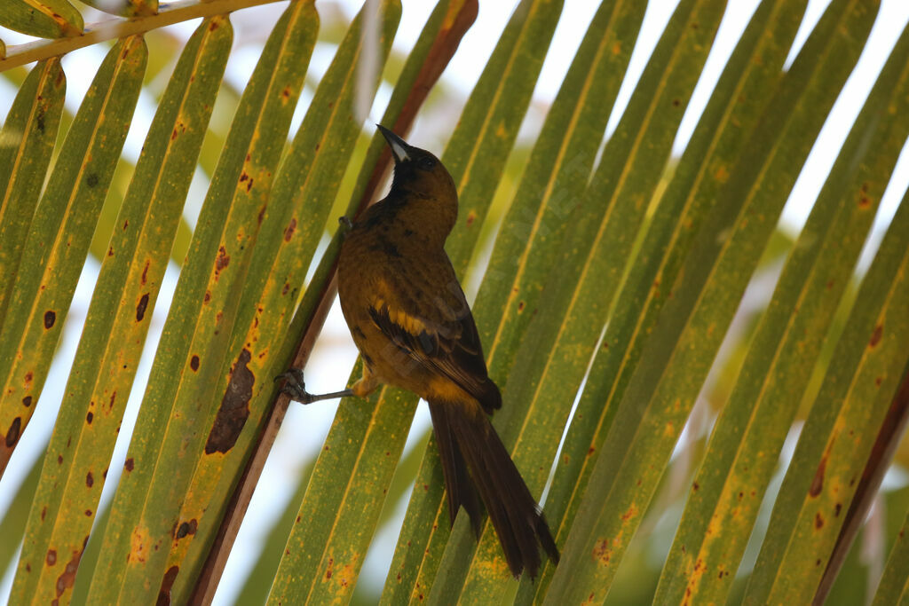 Oriole de Cuba