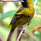 Oriole de Cuba