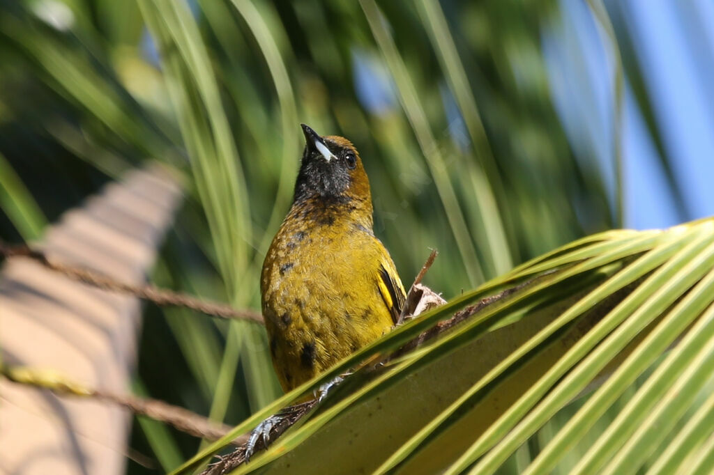 Oriole de Cuba