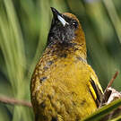 Oriole de Cuba