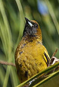 Cuban Oriole