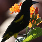 Oriole de Cuba