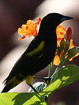 Oriole de Cuba