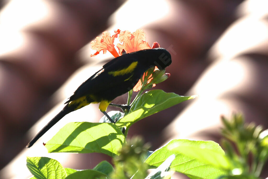 Cuban Oriole