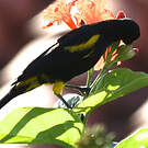 Oriole de Cuba