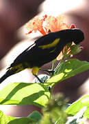 Cuban Oriole