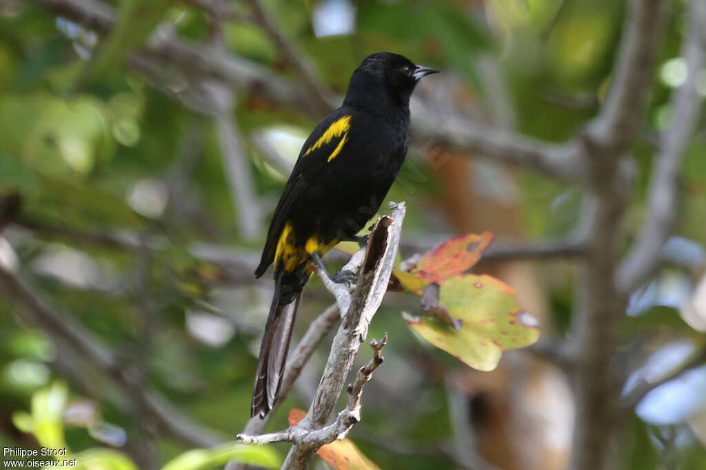 Cuban Orioleadult, identification