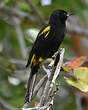 Oriole de Cuba