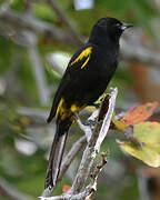 Cuban Oriole