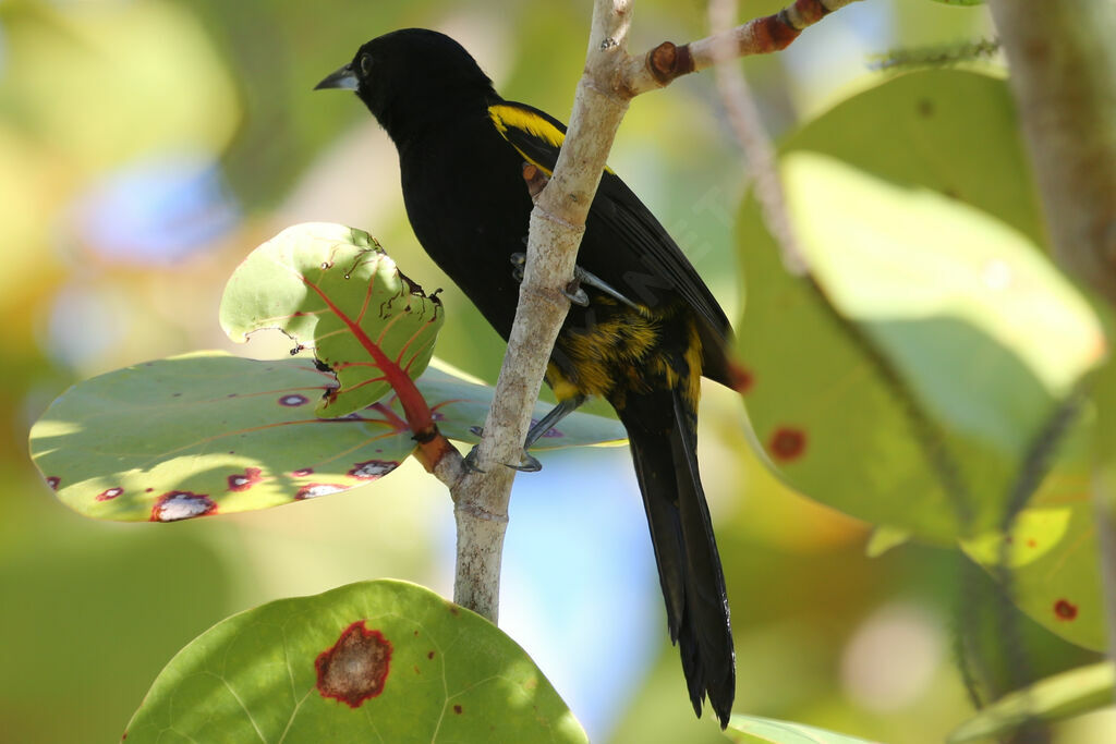 Oriole de Cuba