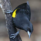 Oriole de Cuba
