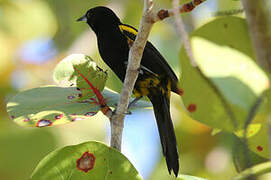 Cuban Oriole