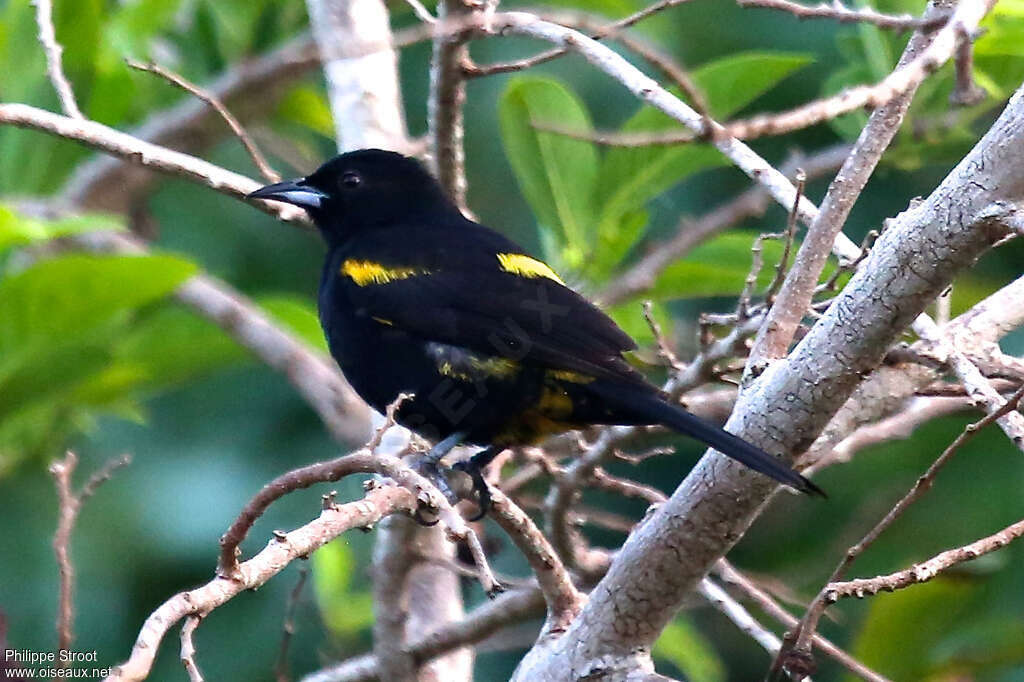 Oriole de Cubaadulte, identification