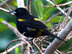 Cuban Oriole