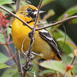 Oriole du Nord