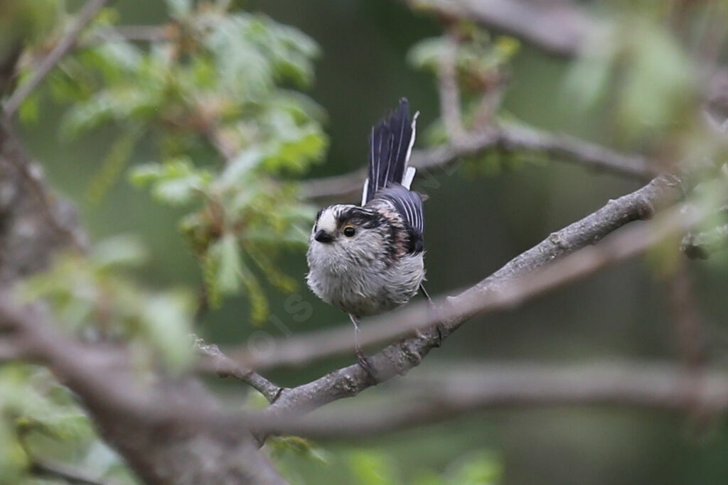 Long-tailed Tit