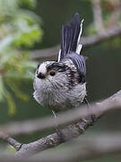 Long-tailed Tit