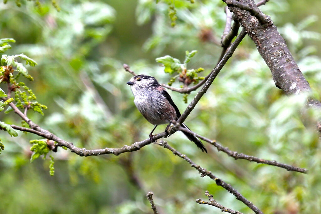 Long-tailed Tit